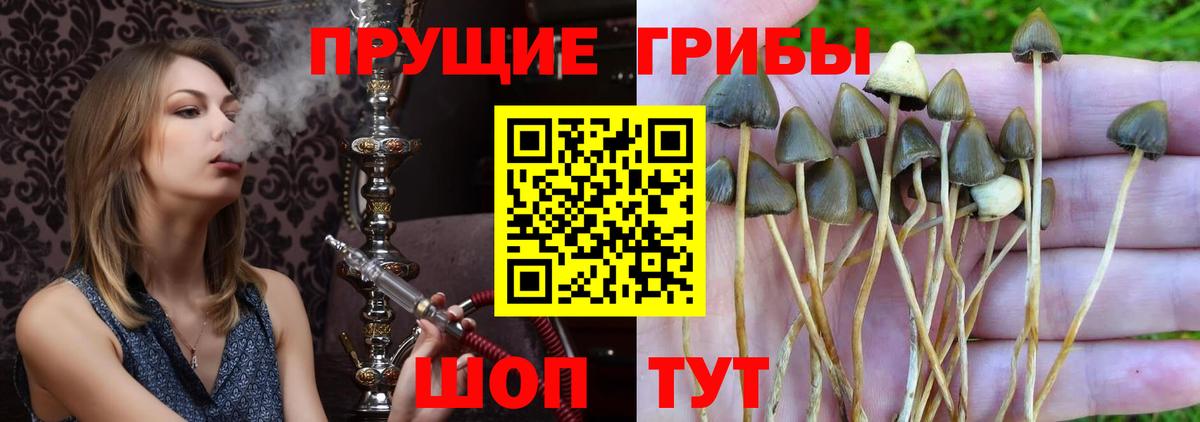 Гай  Псилоцибиновые грибы мицелий  Вход с VPN 